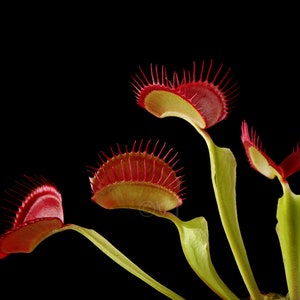 Instant Download Printable - Carnivorous Plant Venus Fly Trap Flower Print Venus Fly Trap Photo Venus Fly Trap Picture Venus Fly Trap Poster