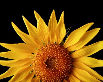 Instant Download Printable - Macro Sunflower Print Sunflower Photo Sunflower Picture Sunflower Poster Sunflower Digital Prints