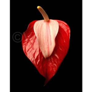 Print of: Vonflora Red Anthurium Print Anthurium Wall Art Poster
