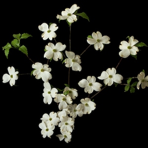 Instant Download Printable - Cornus Florida White Dogwood Flower Print Dogwood Photo Dogwood Picture Dogwood Poster Dogwood Digital Prints
