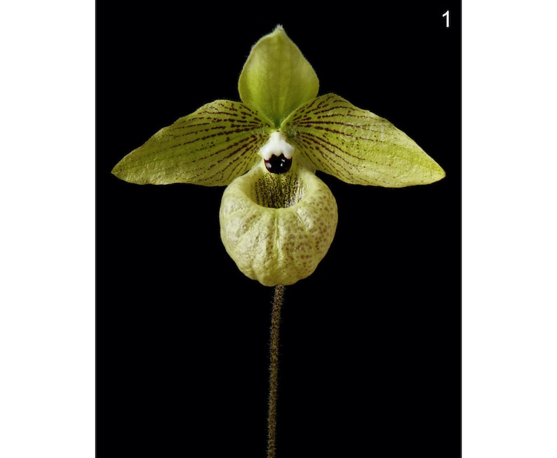 Instant Download Printable Close-up Paphiopedilum Malipoense Orchid Print Malipoense Orchid Photo Orchid Picture Malipoense Orchid Art image 1