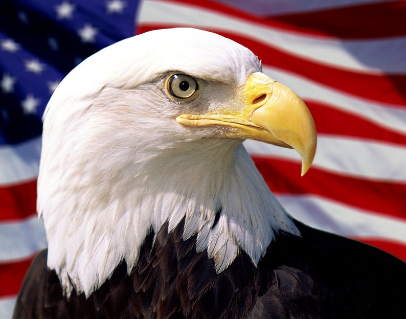 Bald Eagle US Flag Print Bald Eagle US Flag Wall Art Poster 11 x 14 inches