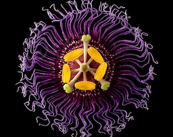 Print of: Vonflora Passion Flower Print Passiflora Poster Wall Art