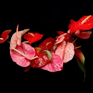 Print of: Red Pink Anthuriums Print Anthurium Photo Anthurium Picture Anthurium Poster Anthurium Wall Art Anthurium Photography