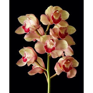 Instant Download Printable - Pink Red Cymbidium Orchid Flower Print Cymbidium Orchid Photo Cymbidium Orchid Picture Cymbidium Orchid Poster
