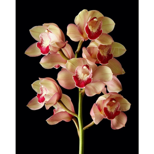 Instant Download Printable - Pink Red Cymbidium Orchid Flower Print Cymbidium Orchid Photo Cymbidium Orchid Picture Cymbidium Orchid Poster