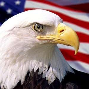 Bald Eagle US Flag Print Bald Eagle US Flag Wall Art Poster 5 x 7 inches