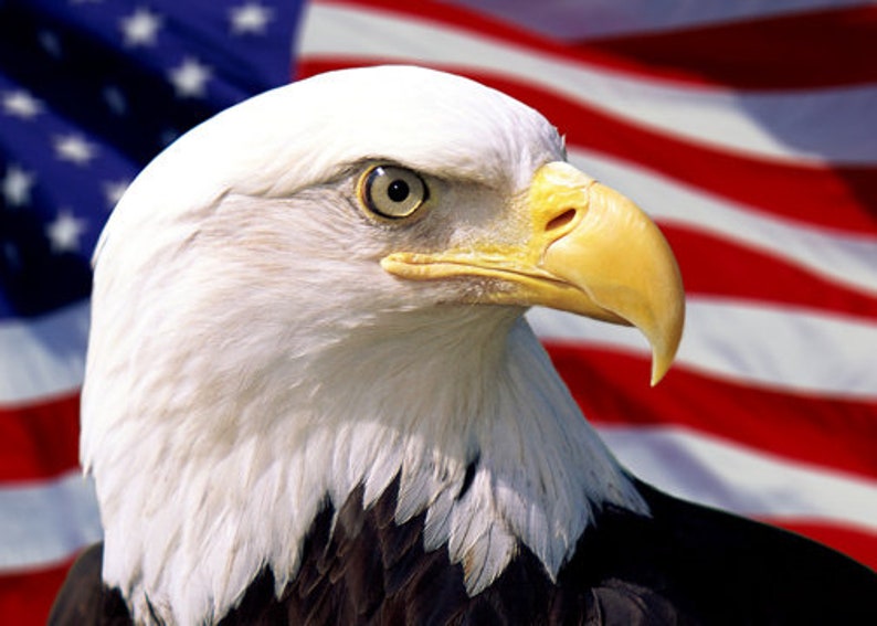 Bald Eagle US Flag Print Bald Eagle US Flag Wall Art Poster 5 x 7 inches