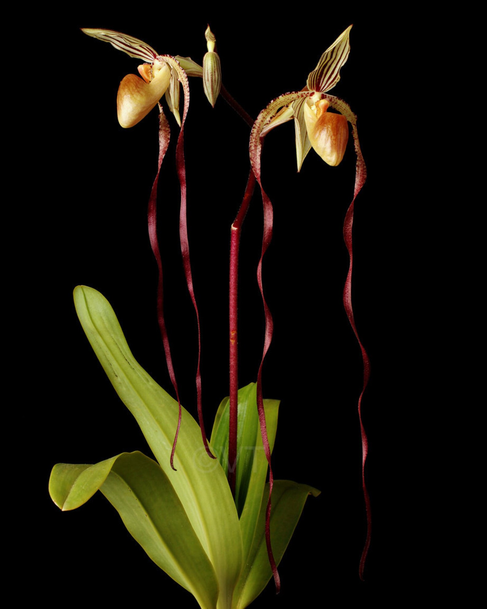 Instant Download Printable Paphiopedilum Michael Koopowitz | Etsy