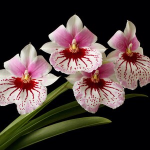 Pink Miltonia Orchid Print Pansy Orchid Photo Miltonia Orchid Picture Miltonia Miltonia Orchid Poster Wall Art Miltonia Orchids Photograph