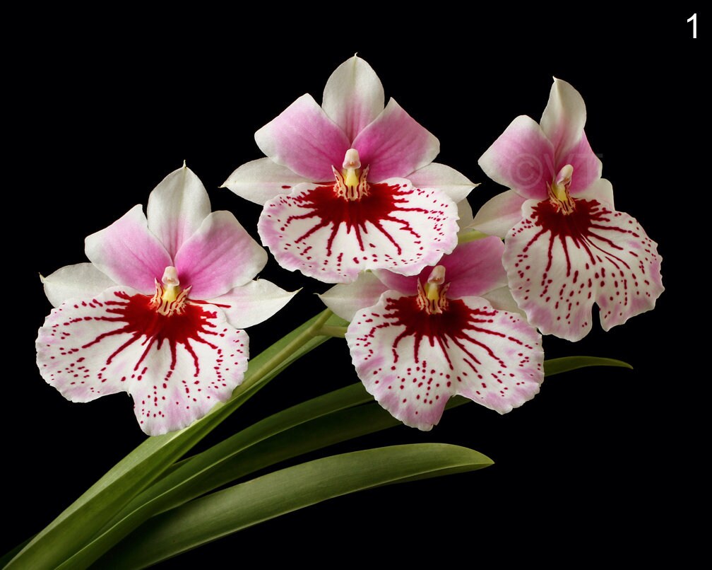 Pink Miltonia Orchid Print Pansy Orchid Photo Miltonia Orchid Picture Miltonia Miltonia Orchid Poster Wall Art Miltonia Orchids Photograph