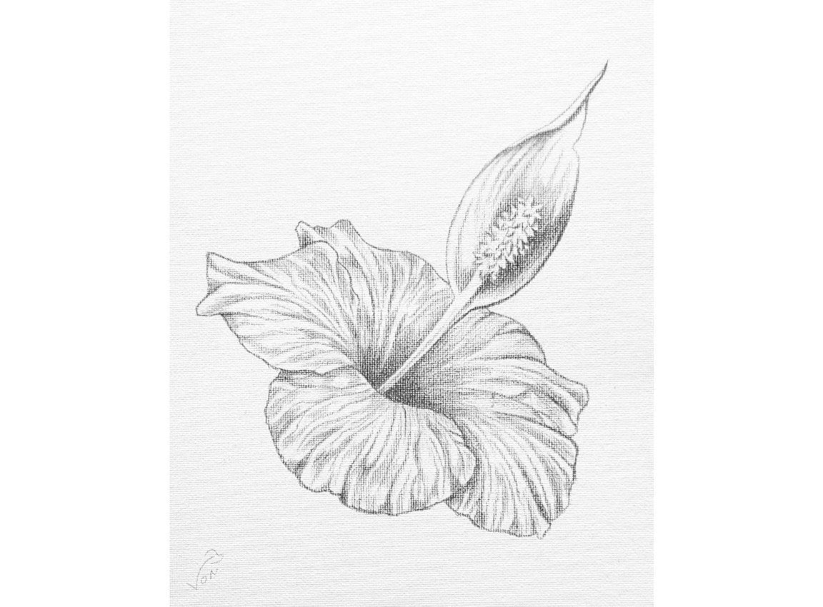 8 X 10 Vonflora Hibiscus Peace Lily Pencil Drawing Hibiscus Etsy