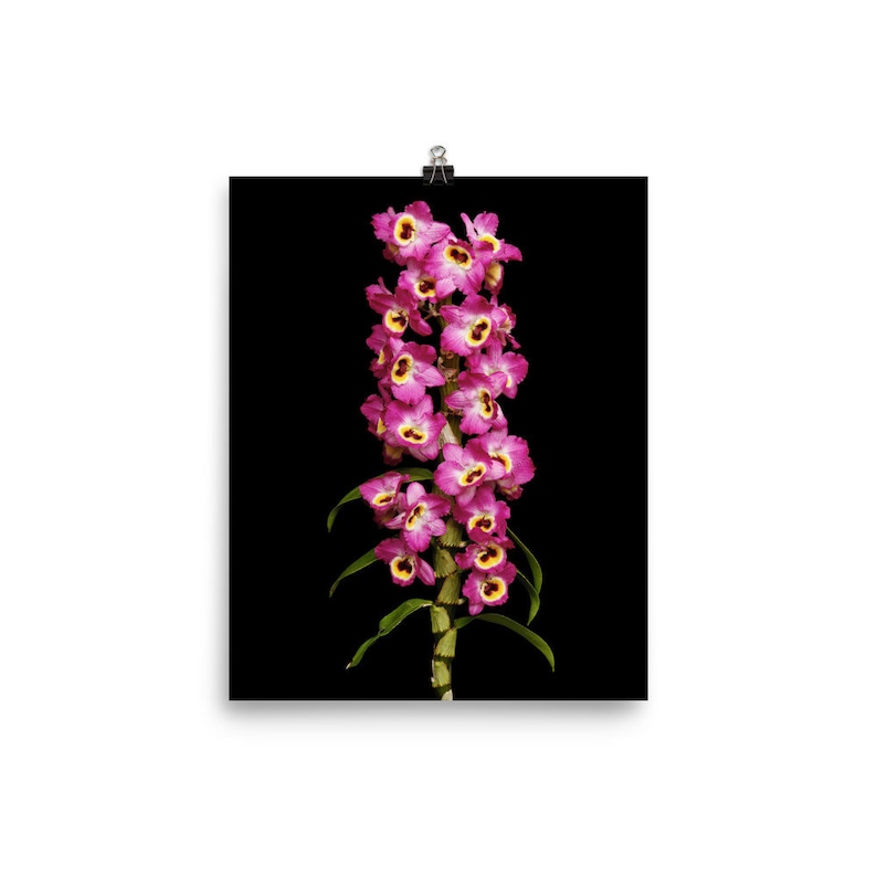 Print of: Dendrobium Red Emperor Orchid Print Dendrobium Orchids Wall Art Poster image 2