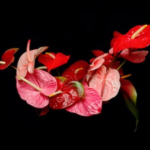 Instant Download Printable - Red Pink Anthuriums Print Anthuriums Photo Anthuriums Picture Anthuriums Poster Anthuriums Digital Prints