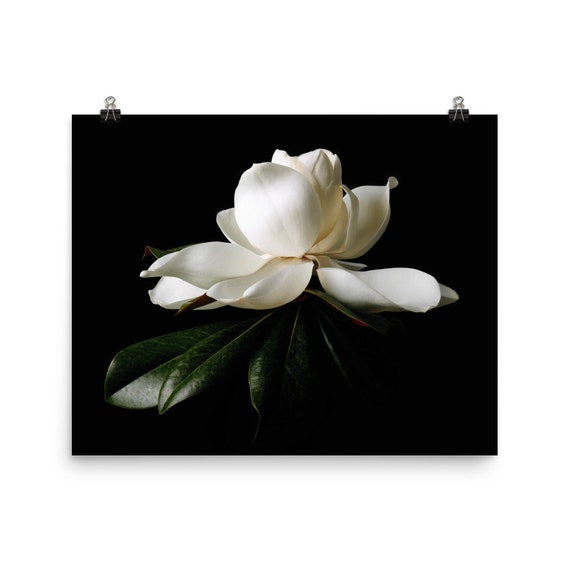 Print of: Vonflora Magnolia Print Magnolia Wall Art Photo Magnolia Flower Poster