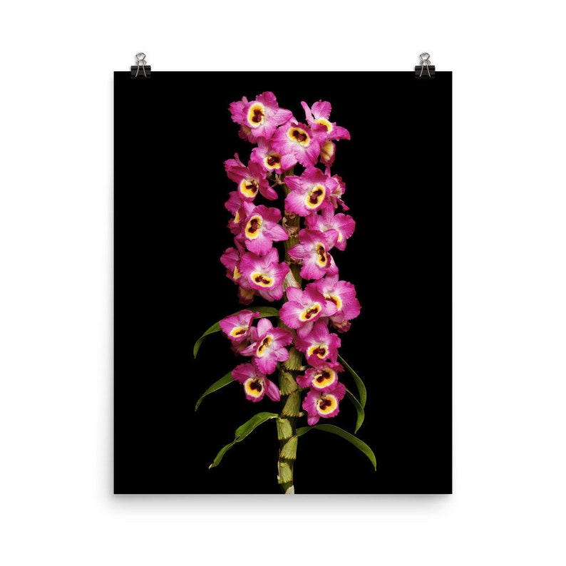 Print of: Dendrobium Red Emperor Orchid Print Dendrobium Orchids Wall Art Poster 16×20 inches