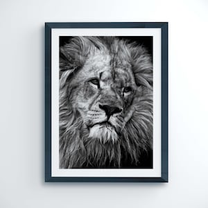 Löwe Fine Art Print, Löwen Gesicht, Safari, Wandkunst, Poster Bild, Haustier Portrait, Home Decor, Geburtstagsgeschenk, Geschenk für Ihn, Geschenk für Sie