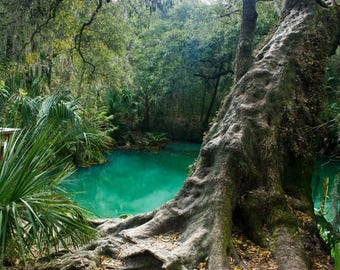 Green Springs Florida Landscape of water springs for nature room