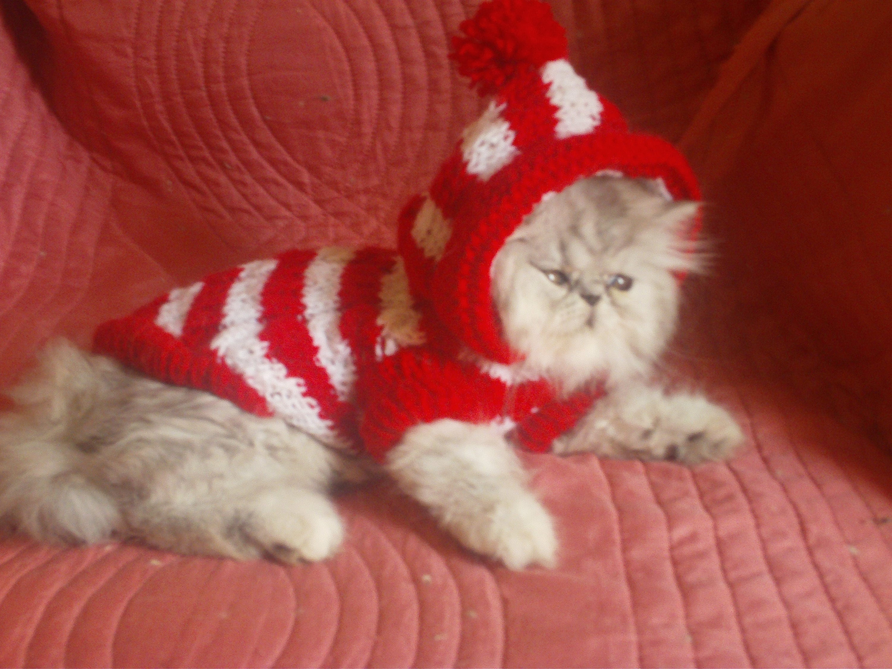 Petit Pull Raye ou Uni avec Sans Capuche