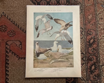 Jardine Naturalist/'s Library Print Ornithology Wall Art Print Glaucous Gull Original 1843 Hand Colored Engraving Antique Gull Drawing
