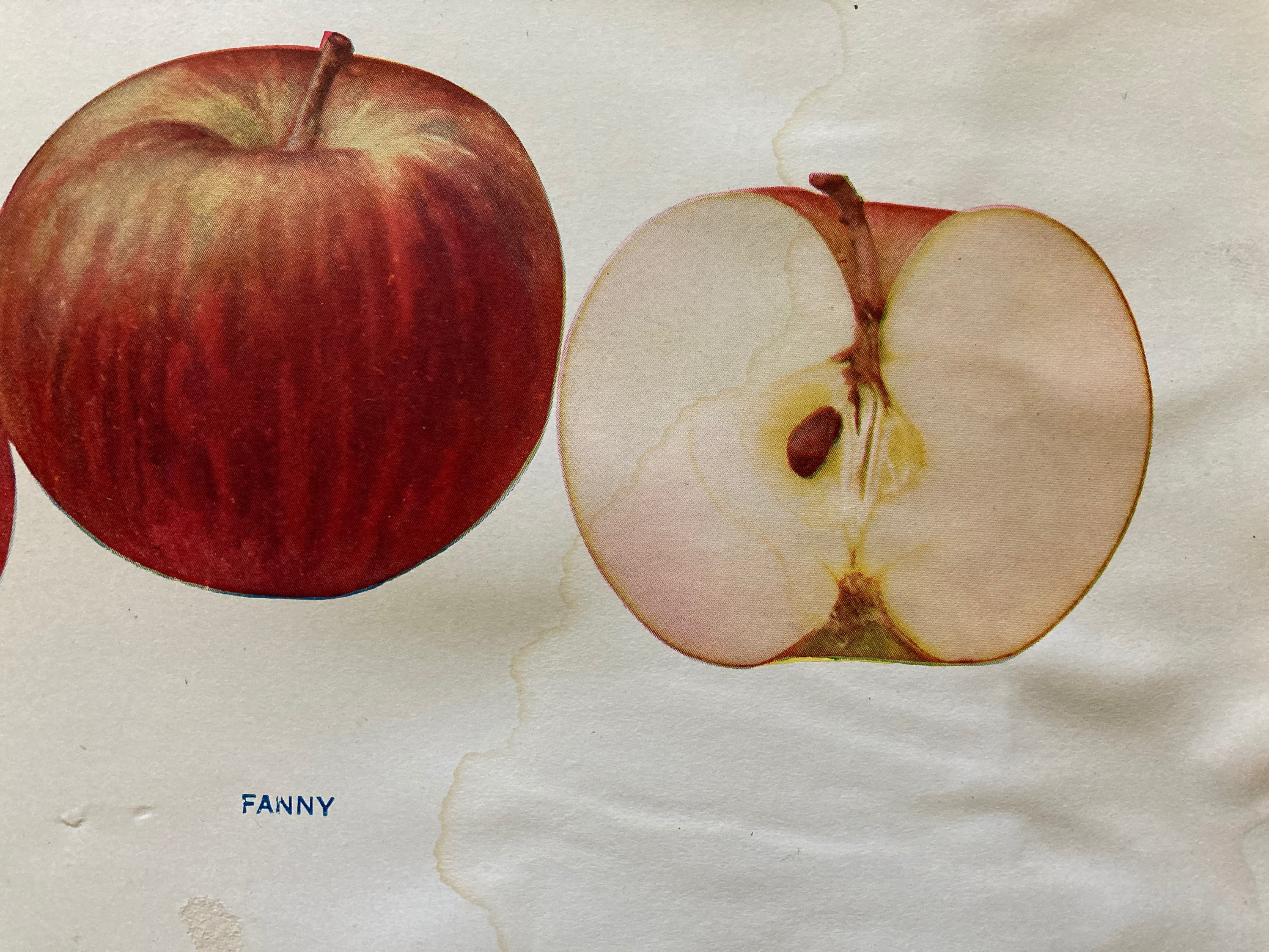 Fanny Antique Apple Variety Original Print Fruit Art Etsy