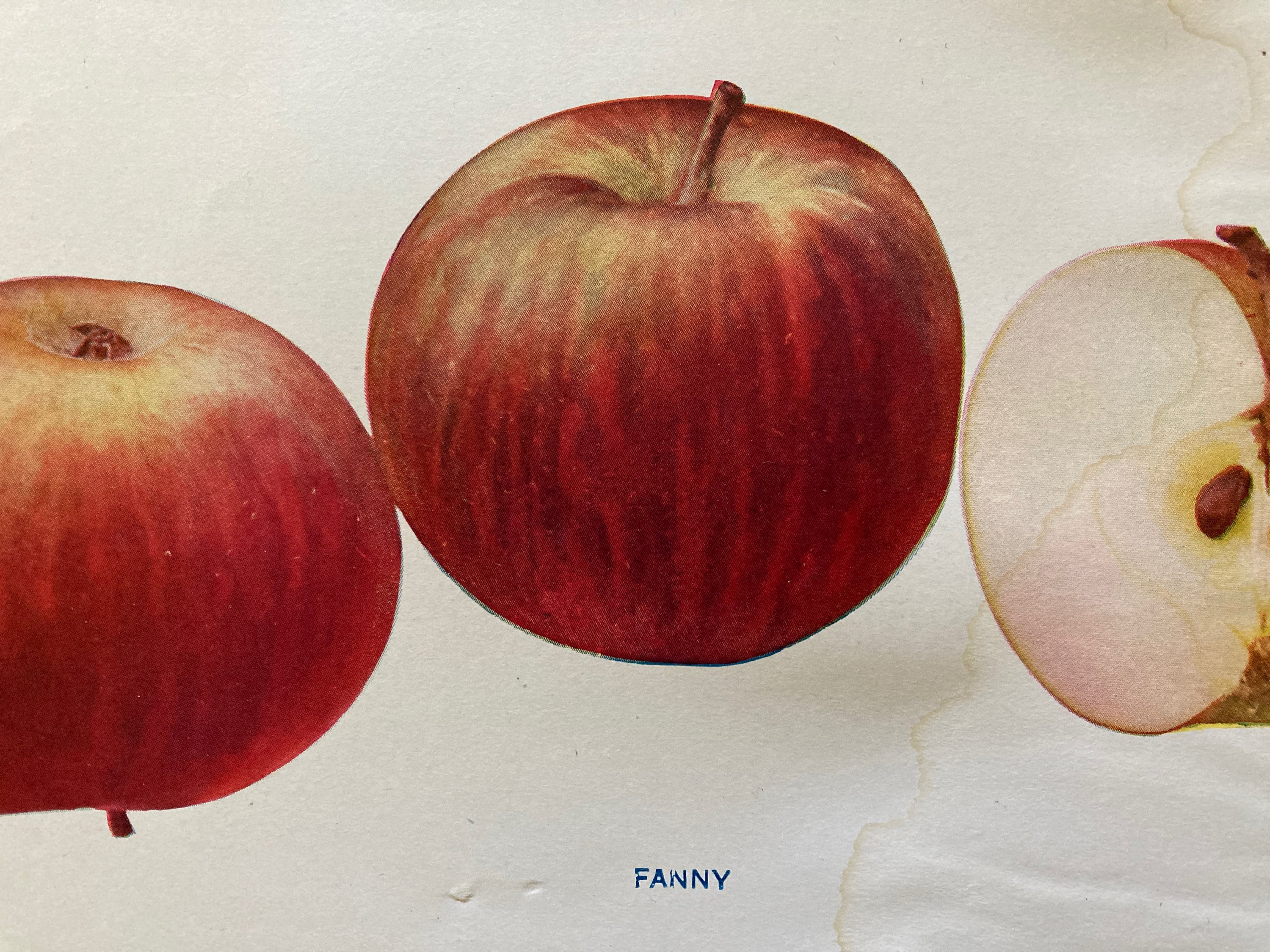 Fanny Antique Apple Variety Original Print Fruit Art Etsy