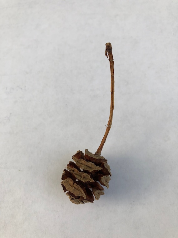 Dawn Redwood 50 Pinecones. Metasequoia. Really cute small round pinecones.