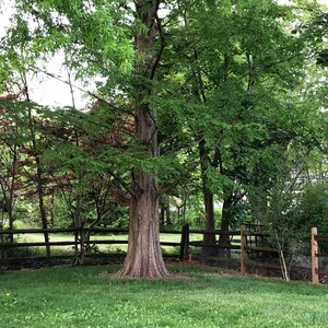 Puede incluir: Un gran &aacute;rbol marr&oacute;n con hojas verdes se encuentra en un jard&iacute;n de c&eacute;sped. Una valla de madera rodea el jard&iacute;n.