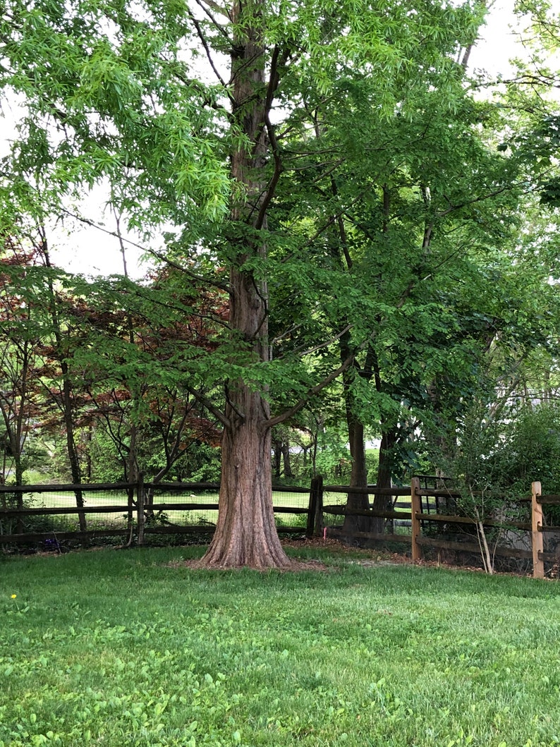 Puede incluir: Un gran &aacute;rbol marr&oacute;n con hojas verdes se encuentra en un jard&iacute;n de c&eacute;sped. Una valla de madera rodea el jard&iacute;n.