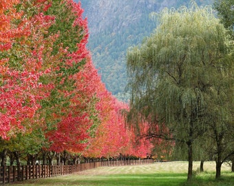 Orange Red Autumn Trees Fall Colors Tree Lined Driveway Farm