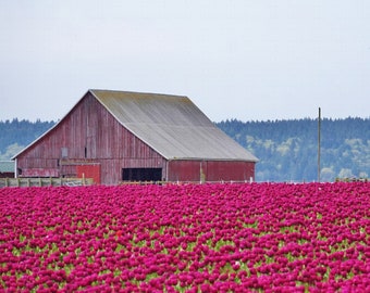 Nonconformist Lone Yellow Tulip In Large Field Of Red Tulips Etsy