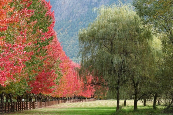 Beautiful Fall Colors Line Of Trees Red Leaves Farm Driveway Etsy