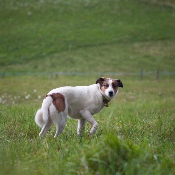 ROCKY Anti tick Soap for Dogs Cold Soap Preventative and Flea Repellent Etsy Canada