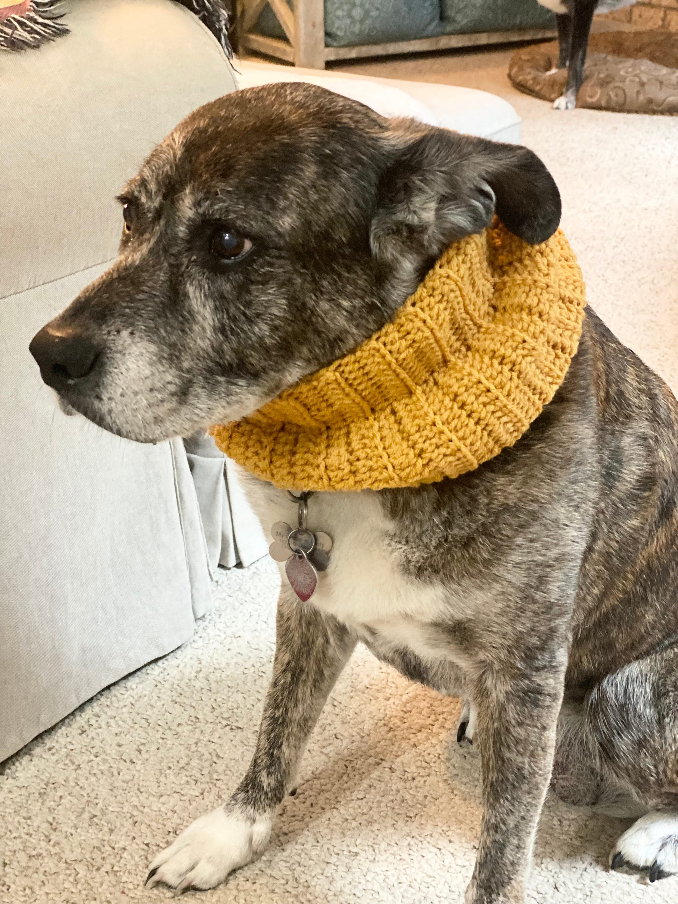 30 Dog Snood Crochet Patterns for Cozy, Cute, and Practical Pet Wear 30 Easy Dog Scarf Snood Crochet Pattern