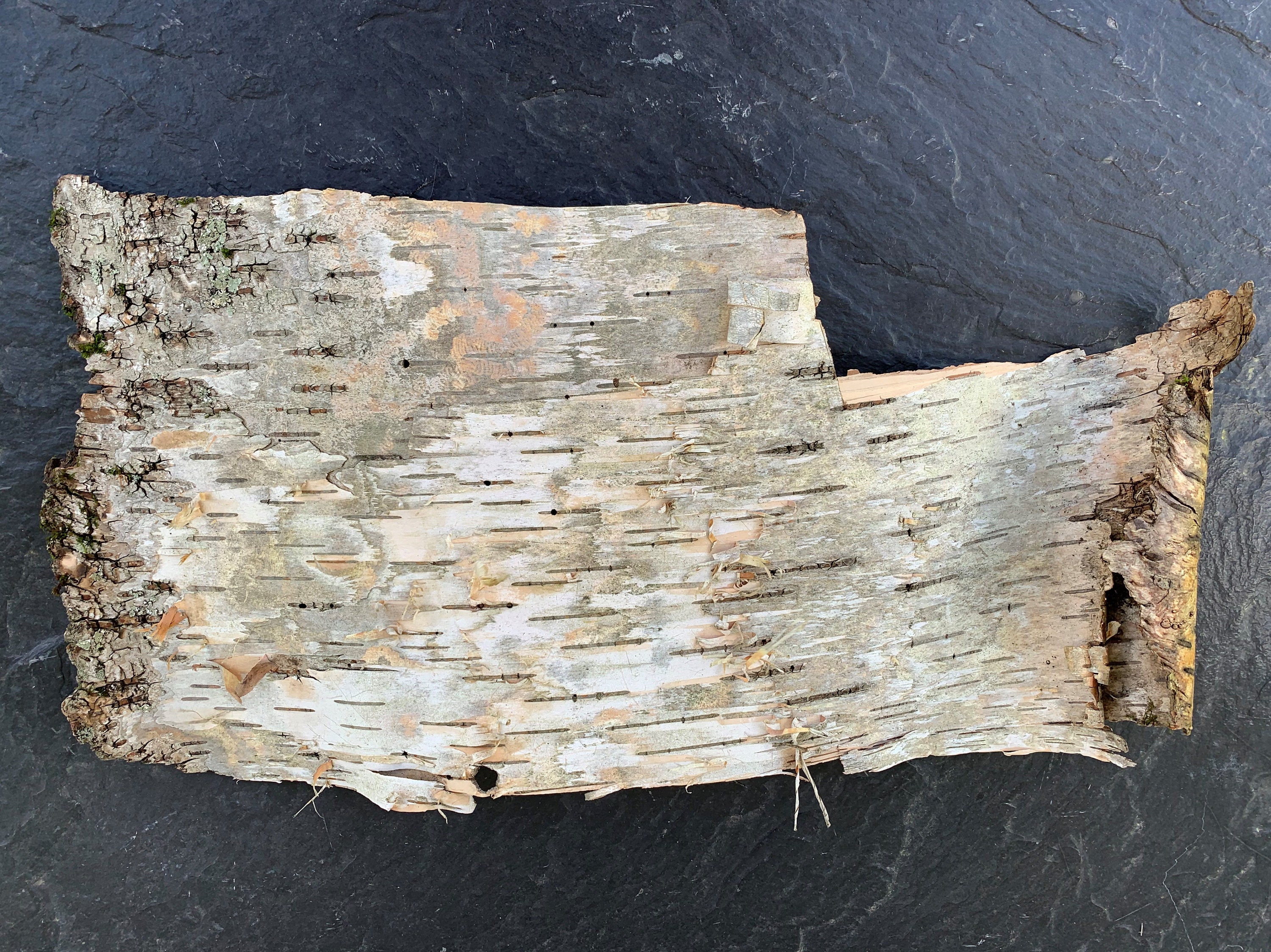 Natural Birch Bark Etsy
