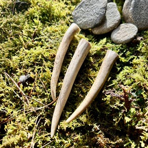 Antler Tips