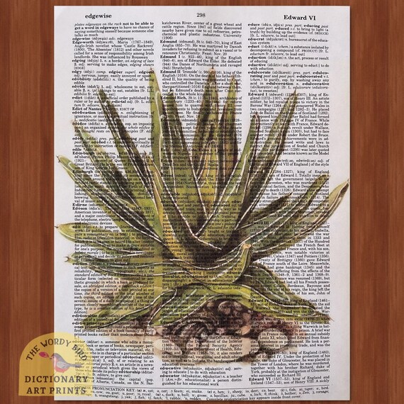 buy cheap succulents online Succulent Starter Set main image 1
