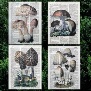Neutral Wild Mushrooms Dictionary Print Collection