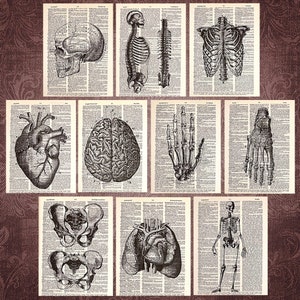 Vintage Anatomy themed Dictionary Print Collection (10 prints)