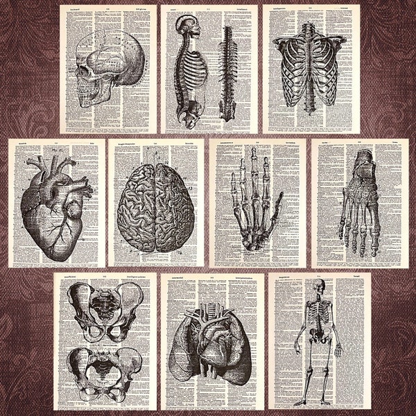 Vintage Anatomy themed Dictionary Print Collection (10 prints)