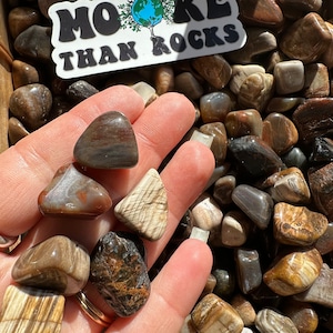 Petrified Wood Tumbled Stones
