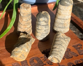 Raw Orthoceras Fossils