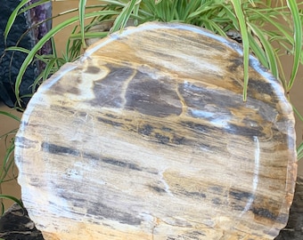 Petrified Wood Plate