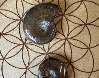 Red Flash Ammonite Fossil