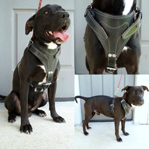 X-Large - Dog’s Leather Harness, Dog’s Collar, Dog’s Leash, Leather Good, Dog’s Harness.