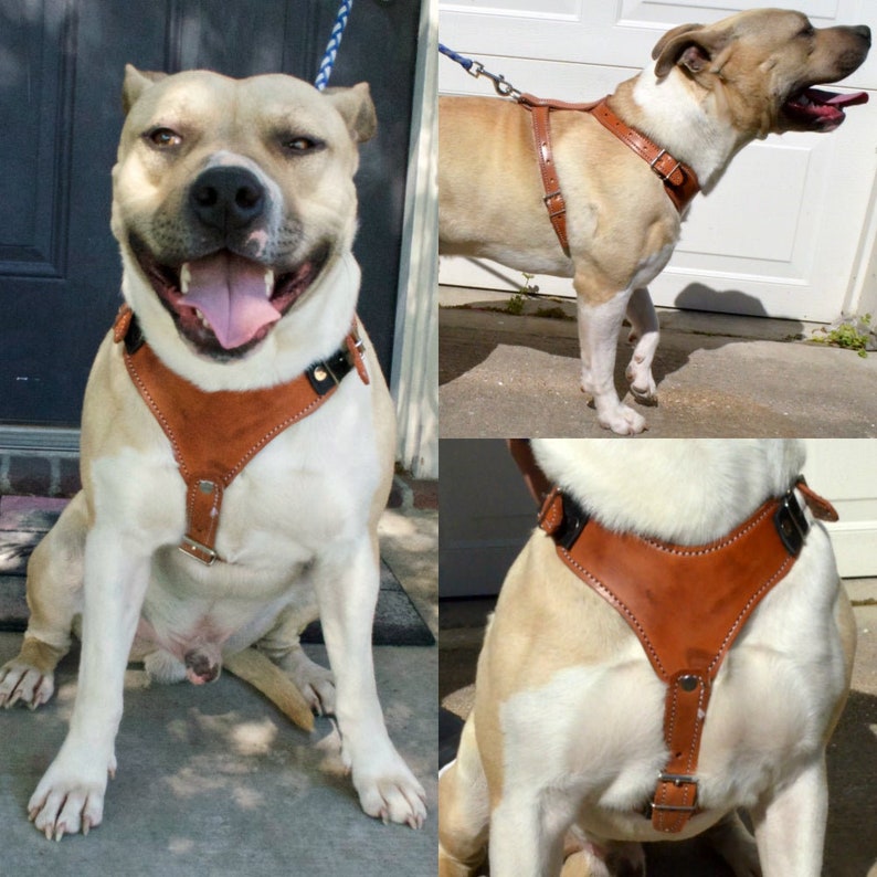 Hund Leder Geschirr Medium Hundehalsband Hundeleine Leder Etsy