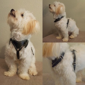 Small - Dog’s Leather Harness, Dog’s Collar, Dog’s Leash, Leather Good, Dog’s Harness.