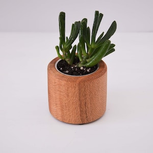 Kurzer Sukkulenten Übertopf, handgefertigt aus NSW Oak, Weihnachtsgeschenk, Innenpflanze, Schreibtischpflanze, Wohnaccessoires, made in Australia
