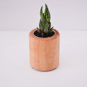 Vaso alto per piante grasse, realizzato in rovere del Nuovo Galles del Sud, regalo di Natale, pianta in vaso di legno, accessori da scrivania, succulenta in miniatura, prodotto in Australia
