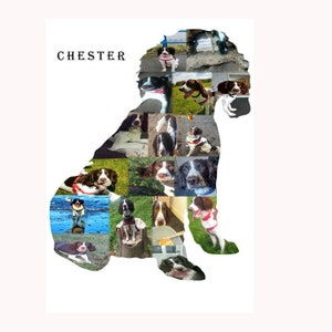 Peut inclure: Impression sur fond blanc représentant un collage de photos en forme de chien. Le chien est brun et blanc, avec le nom "CHESTER" imprimé au-dessus de sa tête en texte noir. Les photos montrent le chien dans diverses poses.